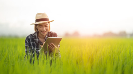 Naklejka na ściany i meble Female farmer using tablet at close range to collect data at the rice fields in the evening with warm light Agriculture concept, technology concept