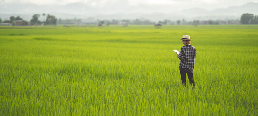 Female farmer using tablet at close range to collect data at the rice fields in the evening with warm light Agriculture concept, technology concept