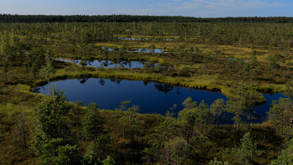 Lake in the swamp,summer.