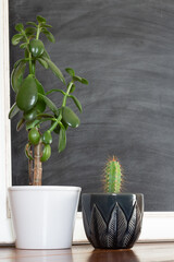 succulent plants and chalkboard with copy space