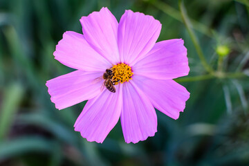 Obraz premium One delicate vivid pink flower of Cosmos plant in a British cottage style garden in a sunny summer day, beautiful outdoor floral background photographed with soft focus.