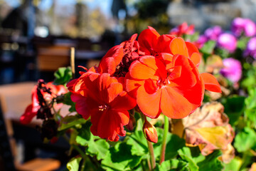 Fototapeta na wymiar Small vivid red Pelargonium flowers, known as geraniums, pelargoniums or storksbills, and fresh green leaves in a pot in a garden in a summer spring day.