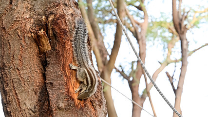 Indian palm squirrel climbing on a tree trunk