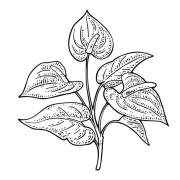 Anthurium flower with leaves. Black engraving vintage vector illustration