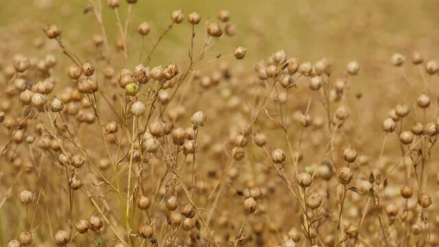 Close-up of ripe flax heads swaying in the field, harvesting flax