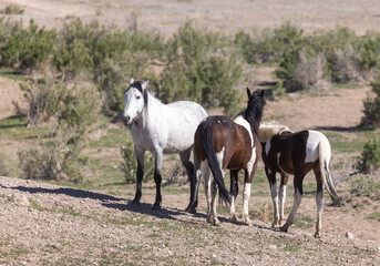 Obraz na płótnie Canvas Herd of Wild Horses in the Utah Desert