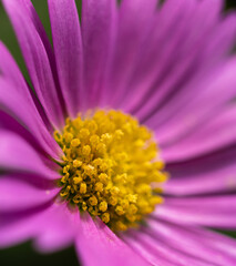 close up of pink flower