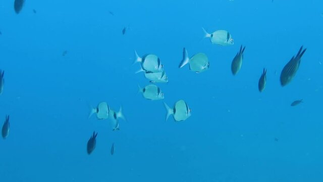 4k footage of Double Banded Bream (Diplodus vulgaris) in the Mediterranean Sea