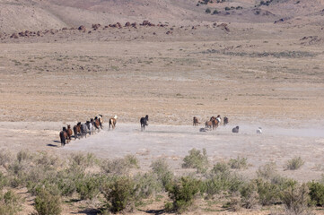 Herd of Wild Horses in the Utah Desert
