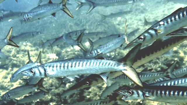 4k footage of Yellowmouth Barracuda (Sphyraena viridensis) in the Mediterranean Sea