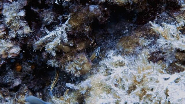 4k footage of a Mediterranean Chromis (Chromis chromis) defending it's eggs from Ornate Wrasse (Thalassoma pavo) in the Mediterranean Sea