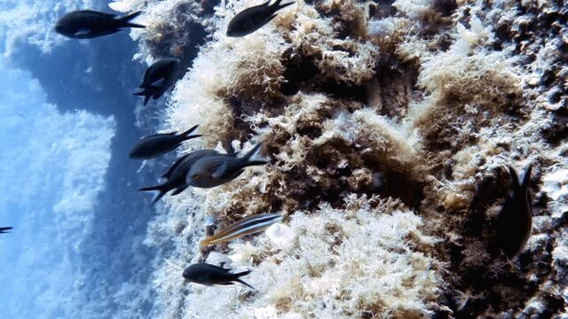 4k footage of Mediterranean Chromis (Chromis Chromis) in the Mediterranean Sea