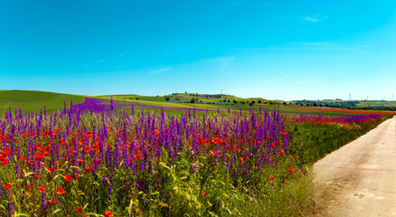 Panoramic Poppy field in summer countryside on blue clear sky. Panorama of poppies and delphinium flowers field. Organic Farming seed extraction in Rhineland Palatinate, Germany. Seed collection 