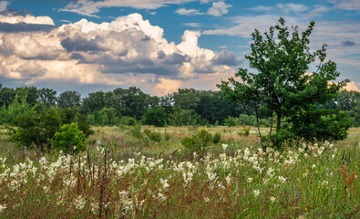 Obraz premium Blooming meadows. Beautiful herbs. Nice walk in nature. Hiking.