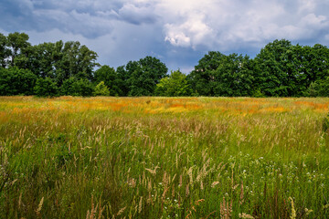 Blooming meadows. Beautiful herbs. Nice walk in nature. Hiking.