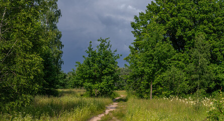 Blooming meadows. Beautiful herbs. Nice walk in nature. Hiking.