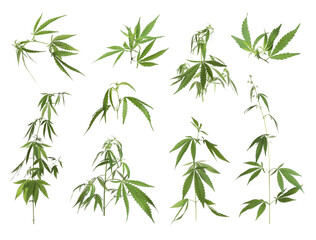 Set with green hemp plants on white background