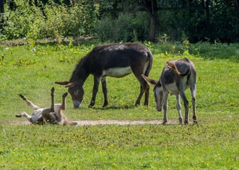 baby donkey having a roll in the meadow with 2 other pretty donkeys