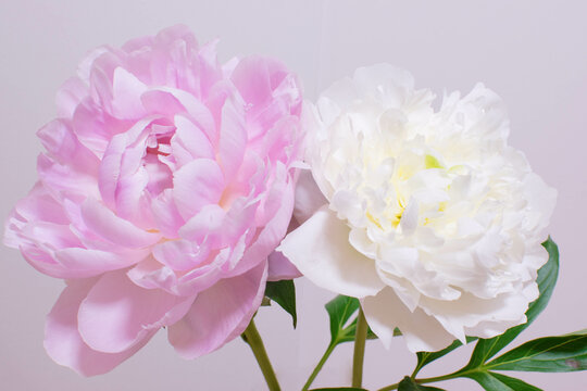 Pictures of beautiful large peony flowers on a bright background 