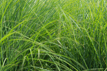 green grass background