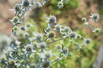 globe thistle in the garden