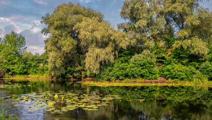 Fototapeta na wymiar A pond with blooming water lilies and wooded banks. Beautiful nature.