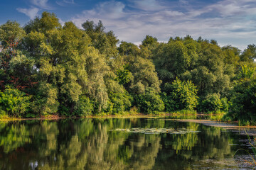 Fototapeta premium A pond with blooming water lilies and wooded banks. Beautiful nature.