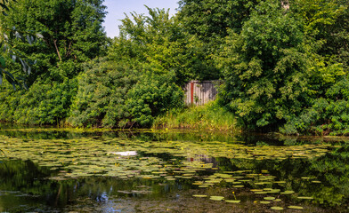 Obraz premium A pond with blooming water lilies and wooded banks. Beautiful nature.
