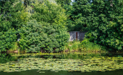 Obraz premium A pond with blooming water lilies and wooded banks. Beautiful nature.