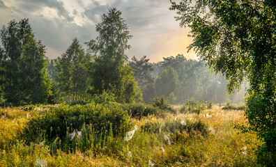 Fototapeta premium Early morning in the meadow. The cobweb glows in the rays of the rising sun. Beautiful nature.