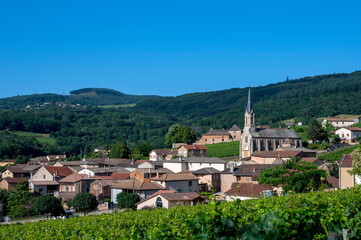 Fototapeta na wymiar Paysage de vignoble en Bourgogne autour du village de Vergisson en France dans le département de Saône-et-Loire sous la Roche de Solutré