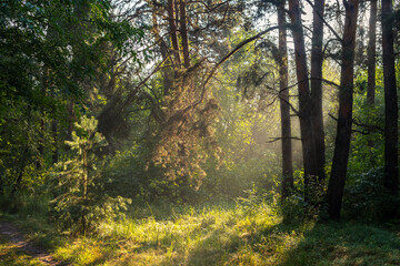 Obraz premium Sunny morning in the forest. Beautiful nature. Nice walk.