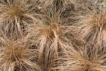 field of brown grasses 
