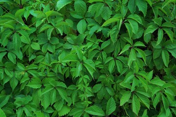 Green creeper wall, plants leaves background, bindweed, greenery texture, nature, natural product concept.