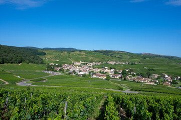 Fototapeta na wymiar Le village de Fuissé dans le vignoble des vins de Bourgogne en France au printemps