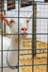 baby goat in cage