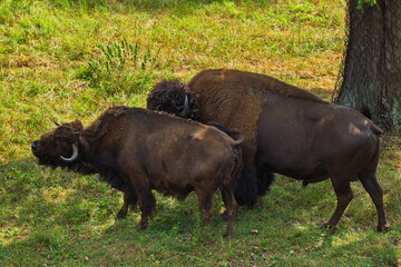 Obraz na płótnie Canvas An American bison male takes care of a female in the nursery's aviary.