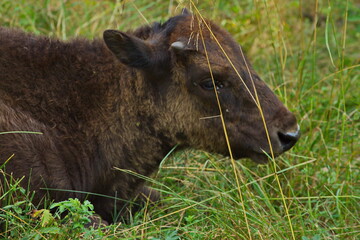 Fototapeta premium Young bison in the open-air cage of the nursery.