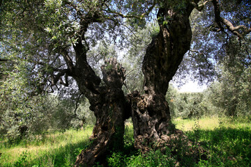 Alter Olivenbaum, Baumstamm, Toskana, Italien, Europa