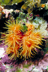 Fototapeta na wymiar Tube coral polyps