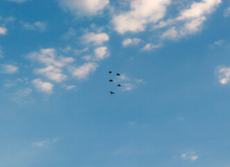 birds in the sky