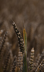 Macro shot of some Wheat