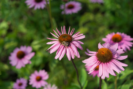 pink echinacea flower with bee under delicate light