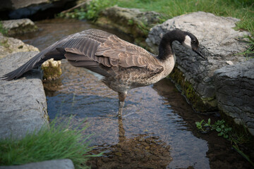 canada goose stretching in a shallow stream