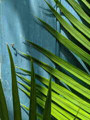 palm leaves against weathered blue cabinet
