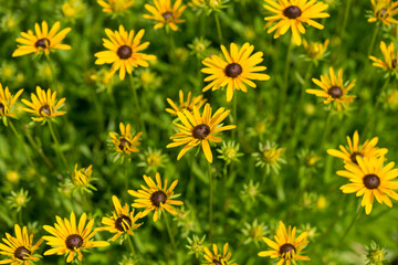 Rudbeckia or coneflowers under the mid summer afternoon sunlight