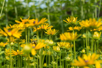Rudbeckia or coneflowers under the mid summer afternoon sunlight