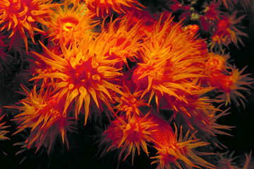 Tube Coral polyps, Tubastrea coccinea