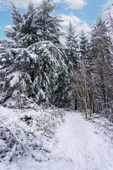 Snow laden path through a beautiful wood in the English countryside
