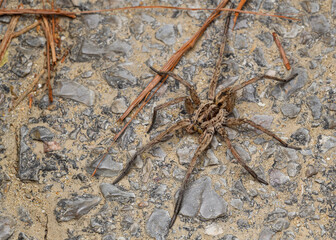 Large wolf spider (Hogna radiata)